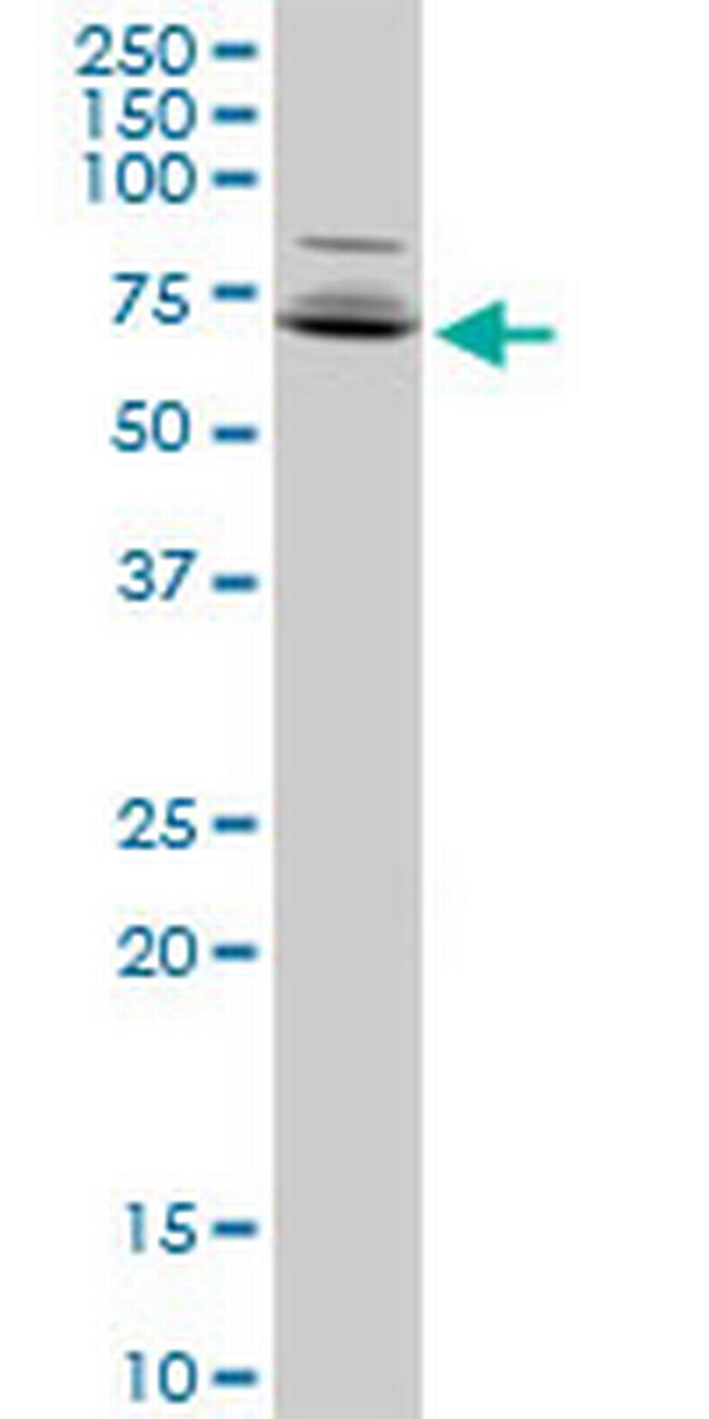 A1CF Antibody in Western Blot (WB)