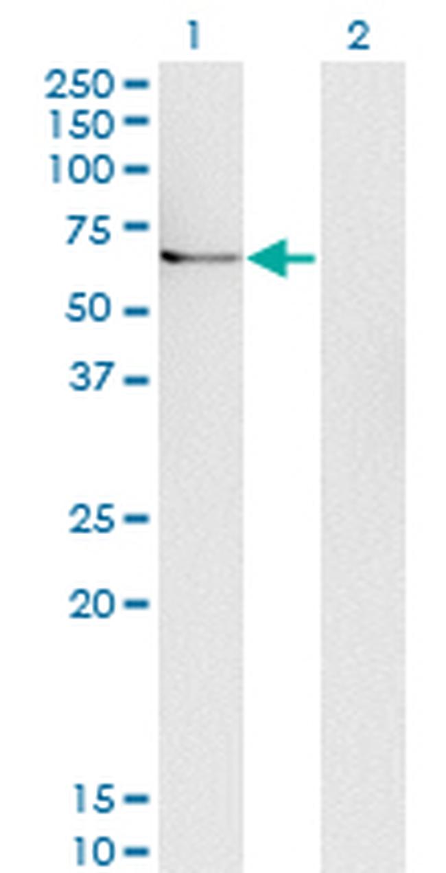 UBQLN1 Antibody in Western Blot (WB)