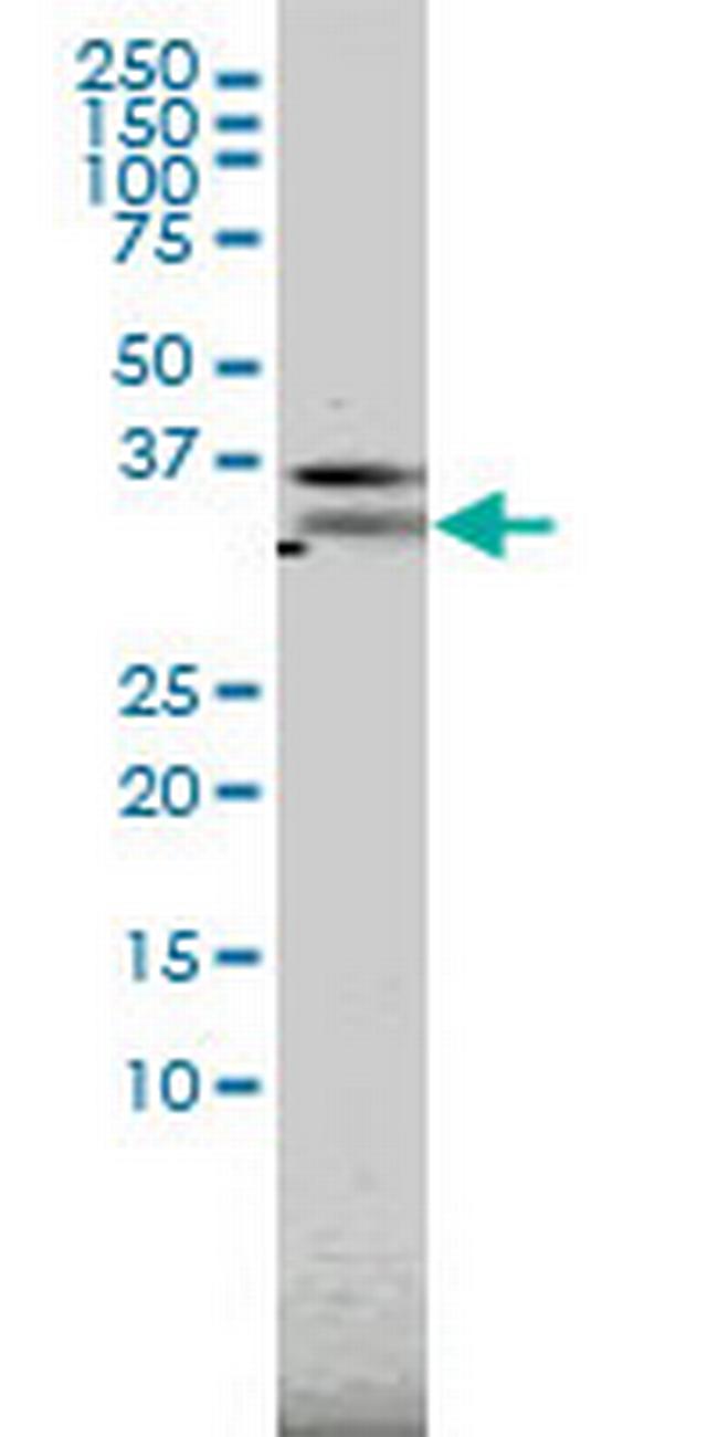 PILRA Antibody in Western Blot (WB)