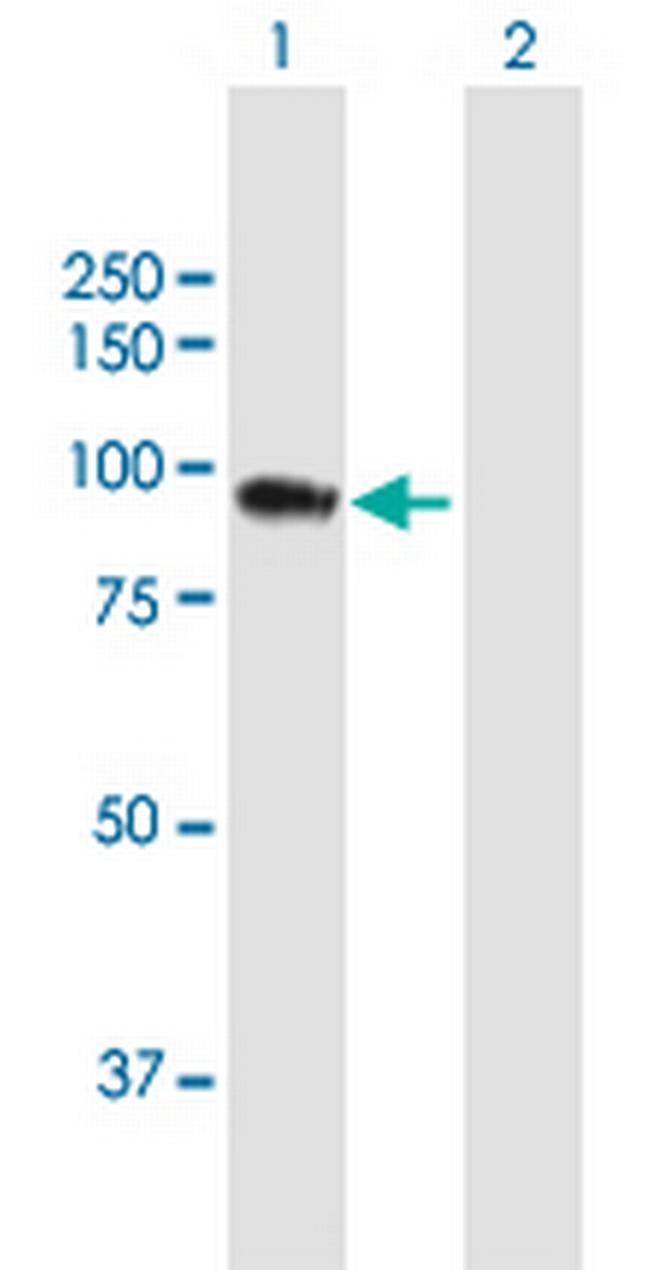 SH3KBP1 Antibody in Western Blot (WB)