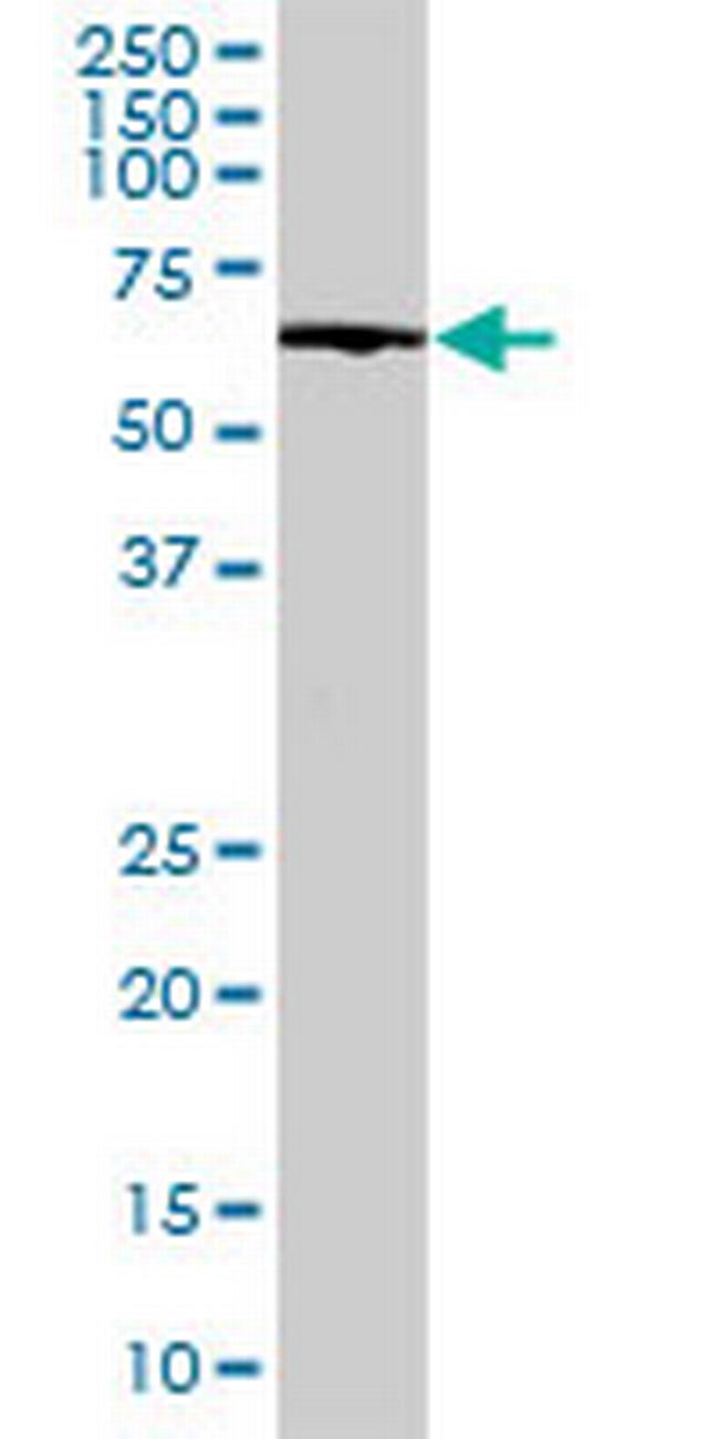 EHD3 Antibody in Western Blot (WB)