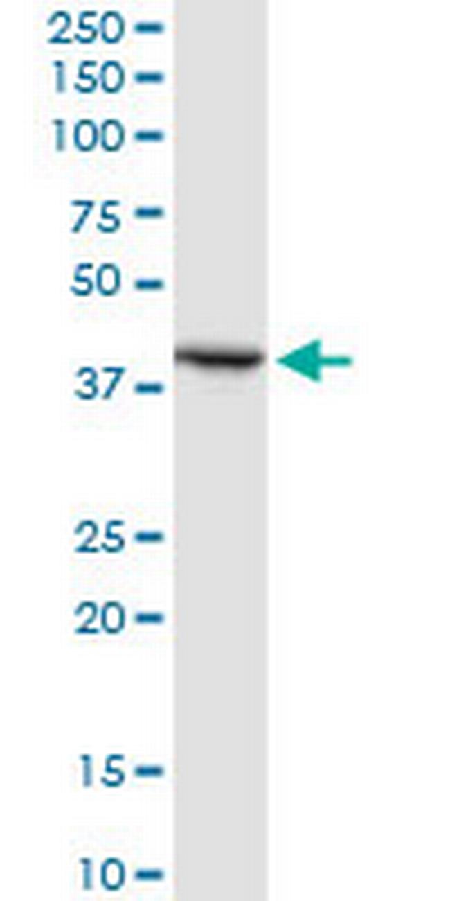 STOML2 Antibody in Western Blot (WB)