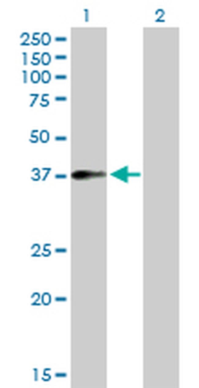 F11R Antibody in Western Blot (WB)