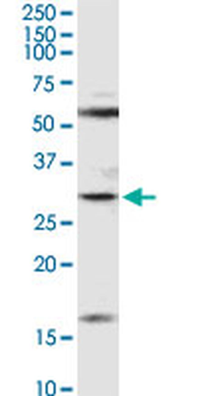 F11R Antibody in Western Blot (WB)