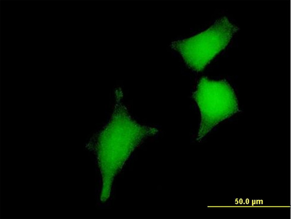 GLRX2 Antibody in Immunocytochemistry (ICC/IF)