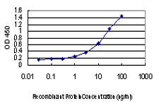 SPG3A Antibody in ELISA (ELISA)