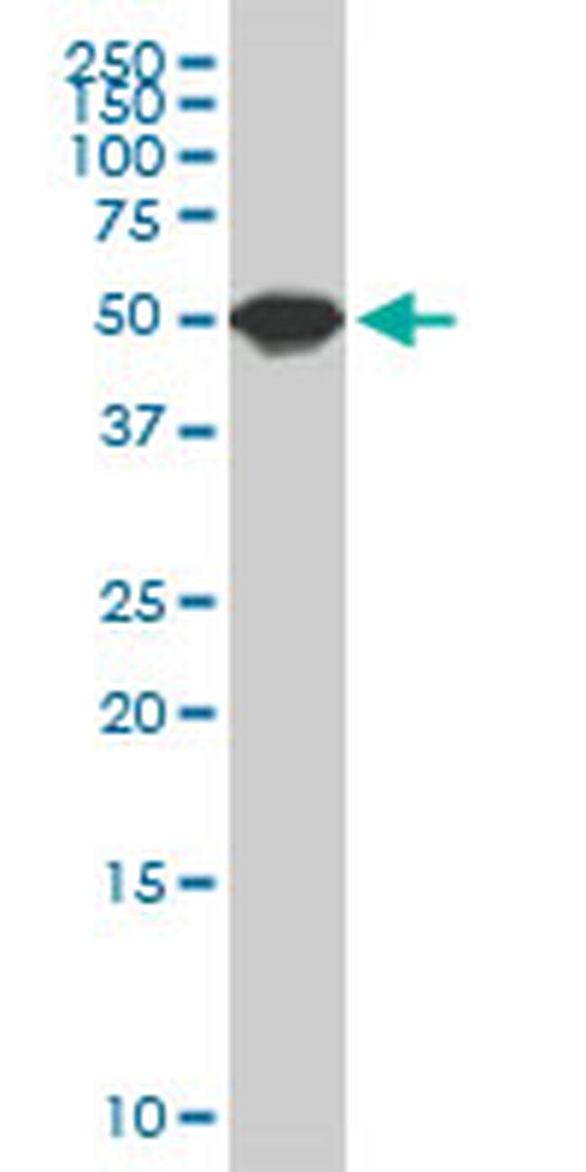 SPG3A Antibody in Western Blot (WB)