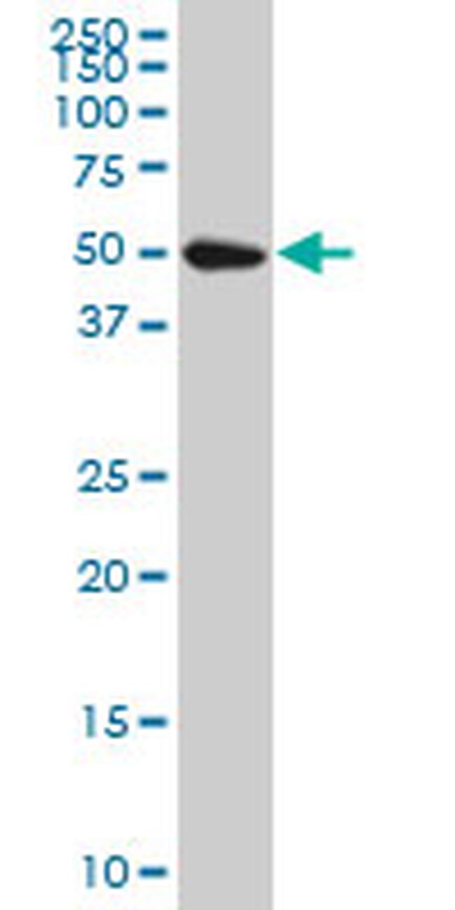 SPG3A Antibody in Western Blot (WB)