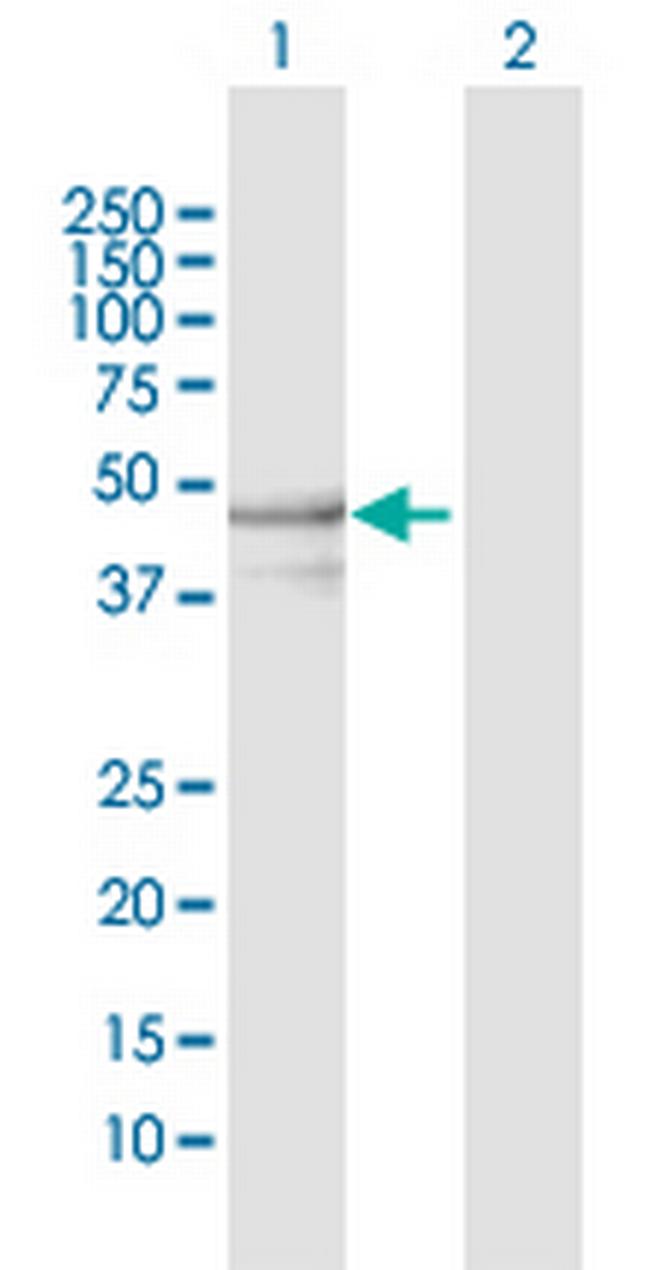 YARS2 Antibody in Western Blot (WB)