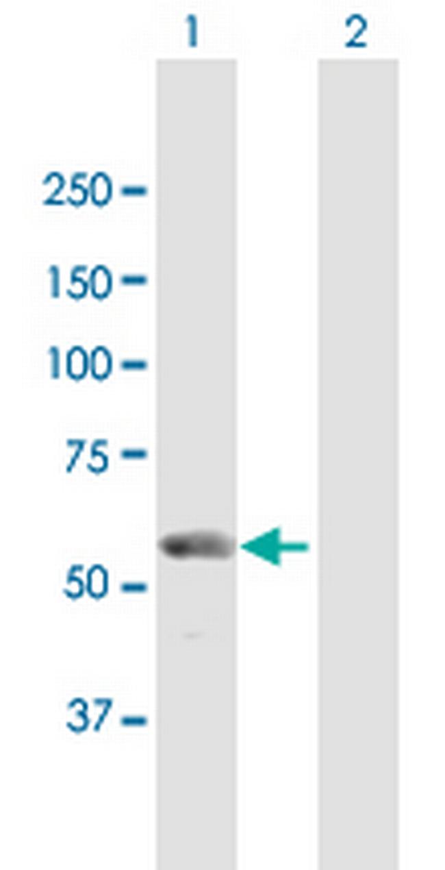 WDR50 Antibody in Western Blot (WB)