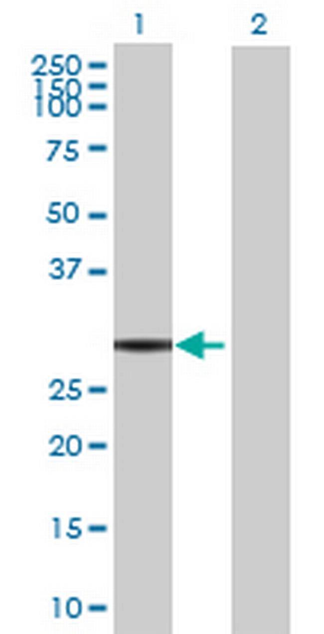 C9orf77 Antibody in Western Blot (WB)