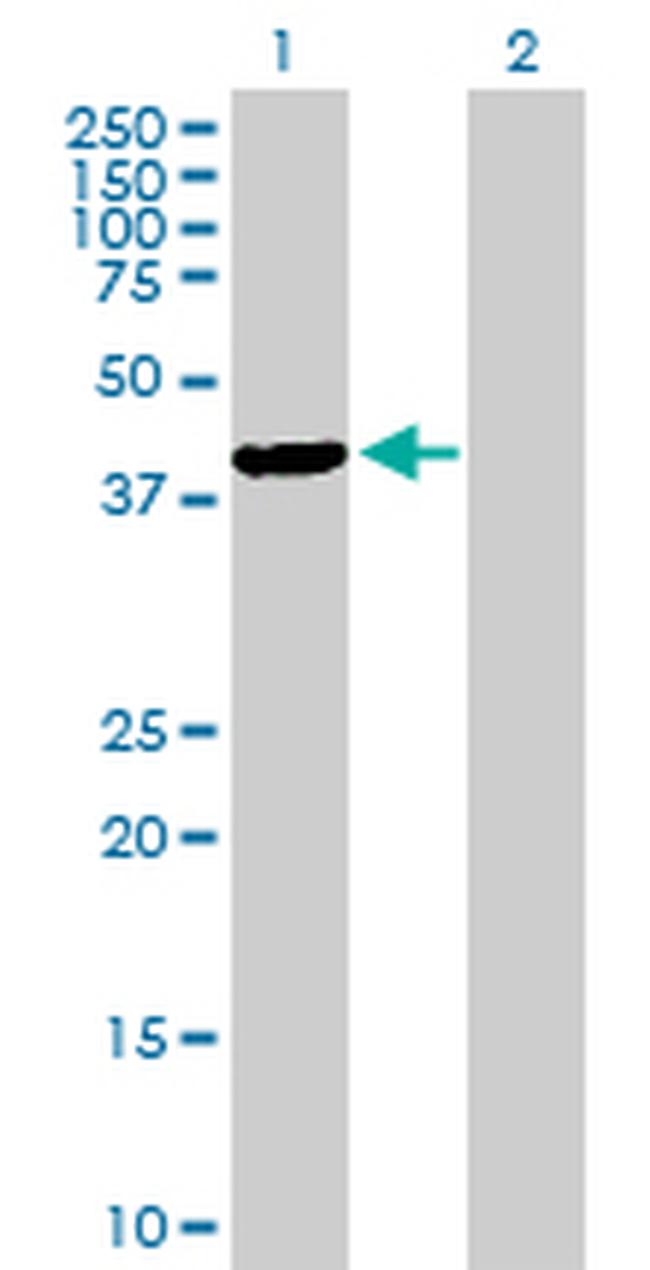 TFB1M Antibody in Western Blot (WB)