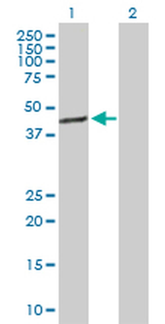 TFB1M Antibody in Western Blot (WB)