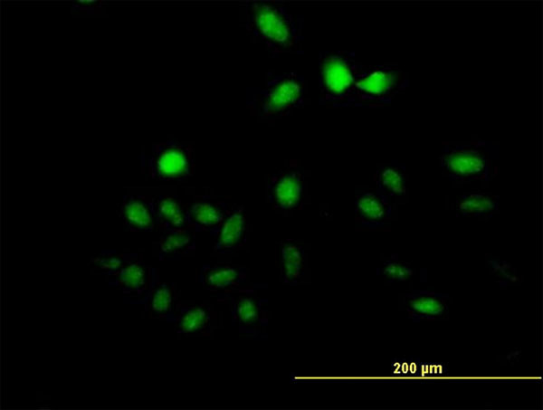 UTP11L Antibody in Immunocytochemistry (ICC/IF)