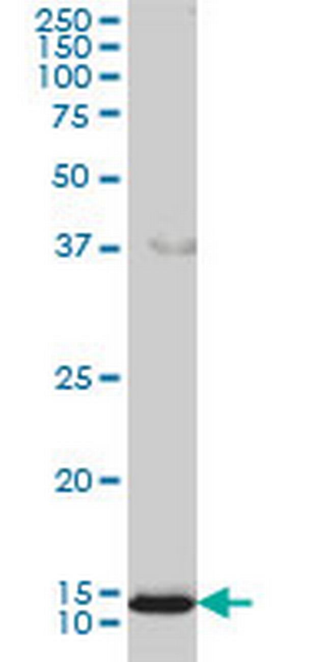 GOLGA7 Antibody in Western Blot (WB)