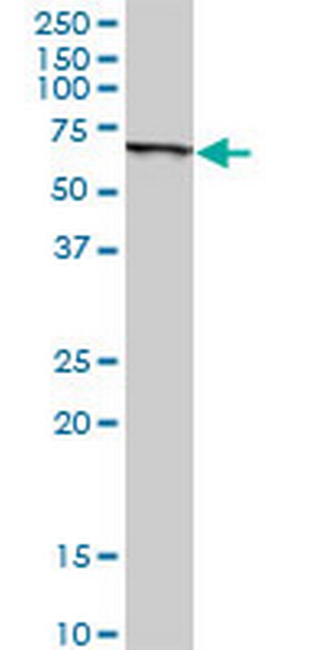 SLC45A2 Antibody in Western Blot (WB)