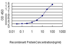 SLC45A2 Antibody in ELISA (ELISA)