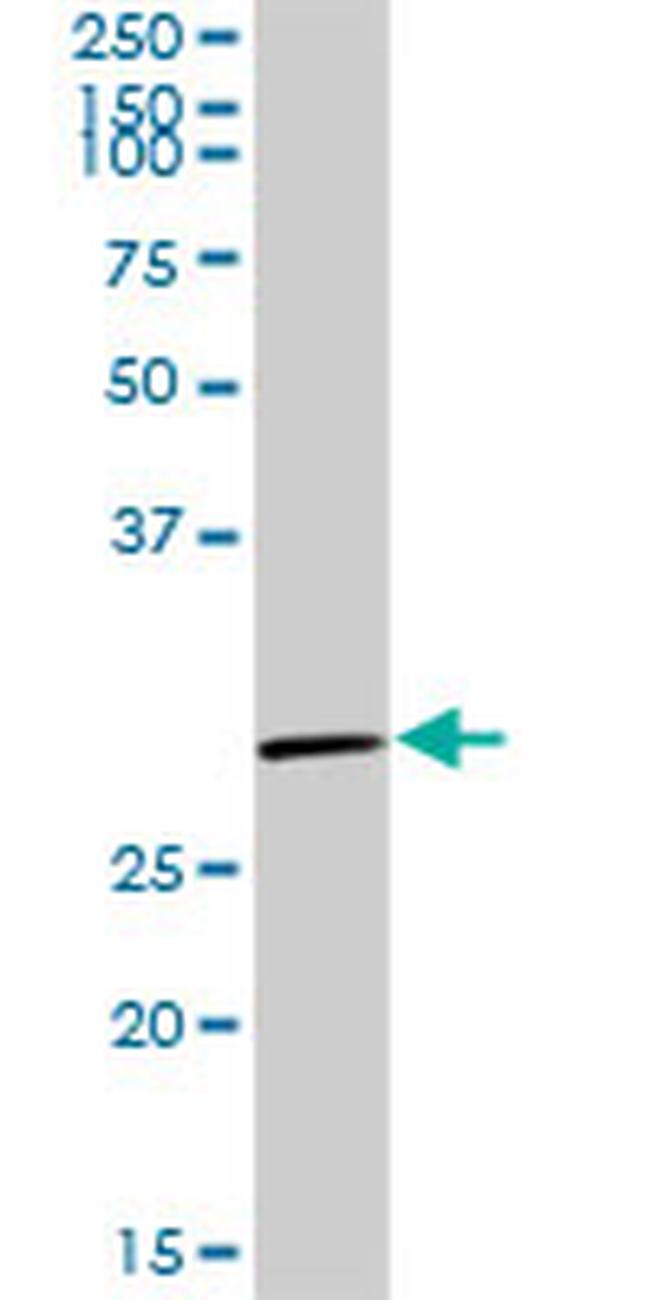 EGFL7 Antibody in Western Blot (WB)