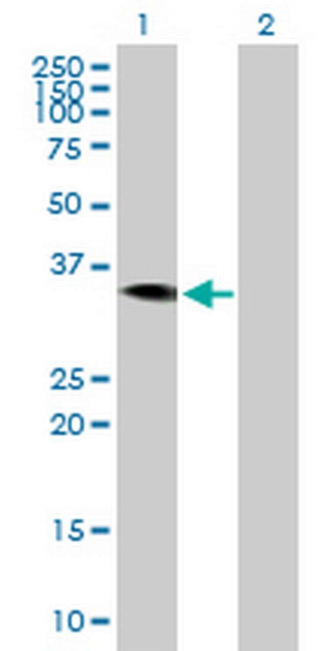 HAO2 Antibody in Western Blot (WB)