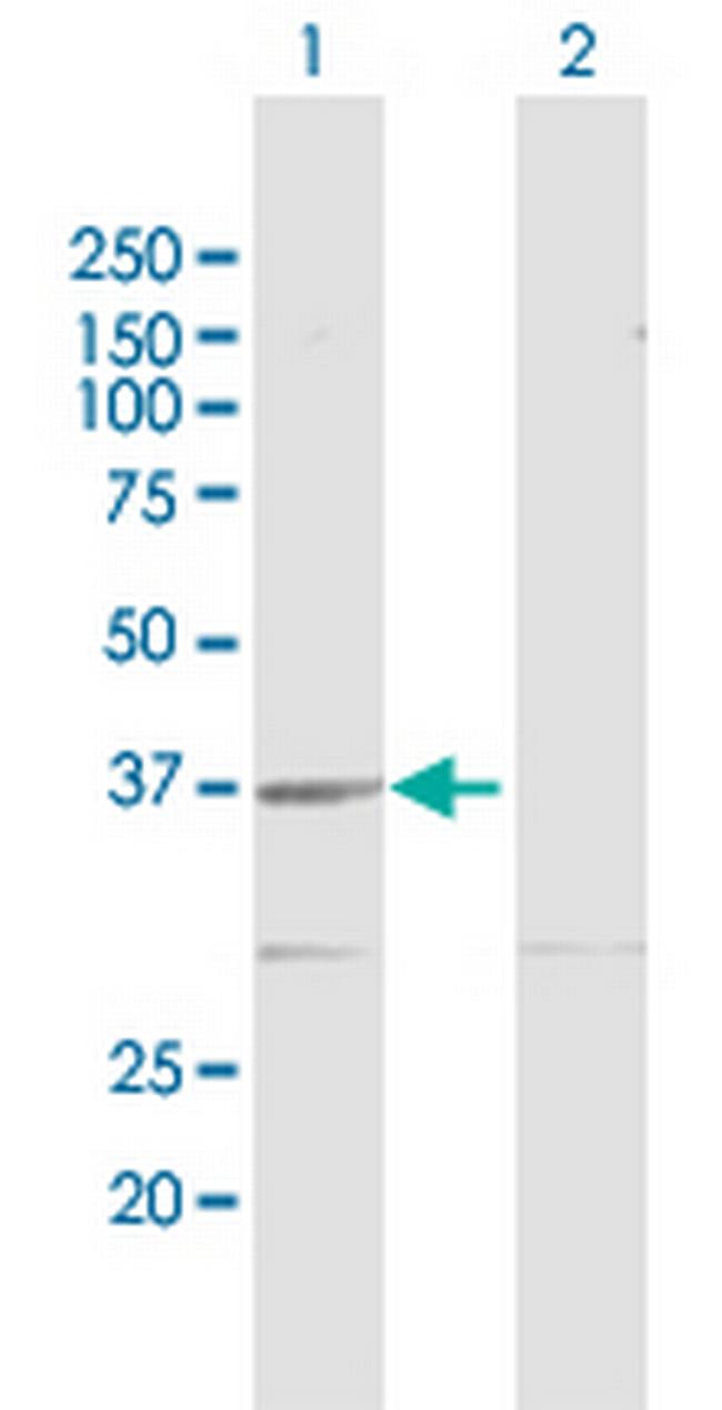 GMPR2 Antibody in Western Blot (WB)