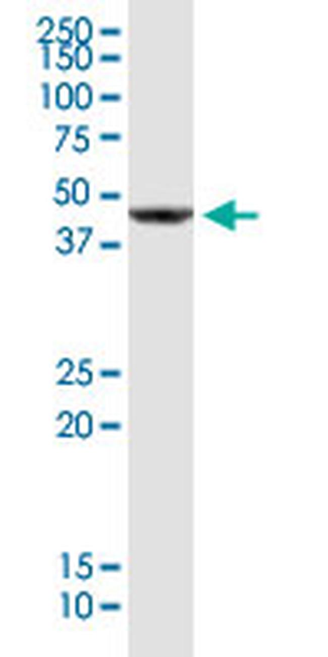 CD320 Antibody in Western Blot (WB)