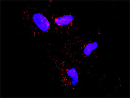 ECSIT Antibody in Proximity Ligation Assay (PLA) (PLA)