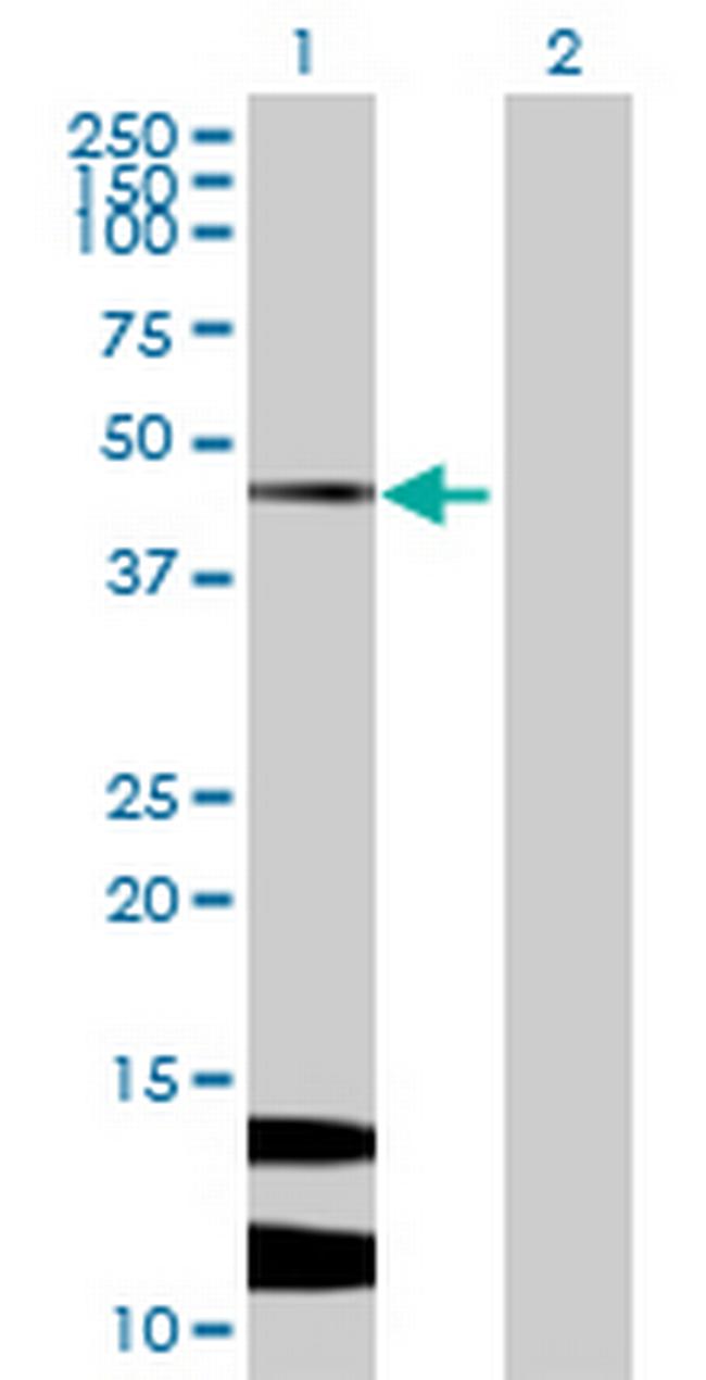 ARMCX1 Antibody in Western Blot (WB)