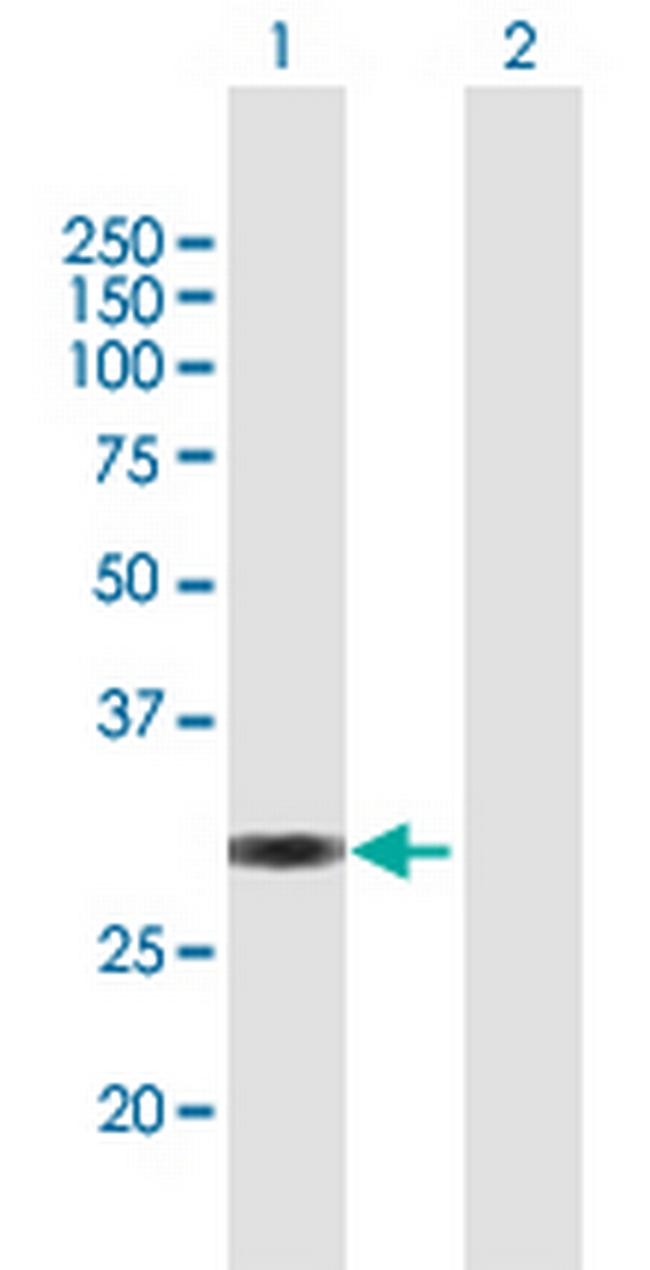 VGLL1 Antibody in Western Blot (WB)