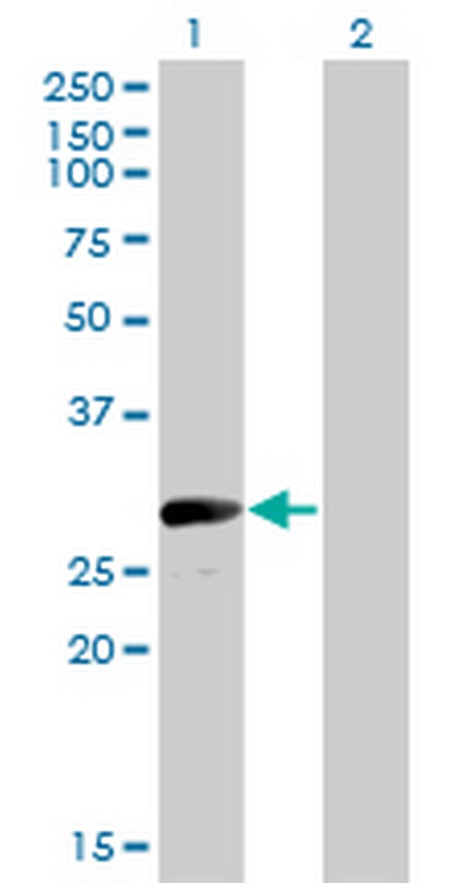 VGLL1 Antibody in Western Blot (WB)