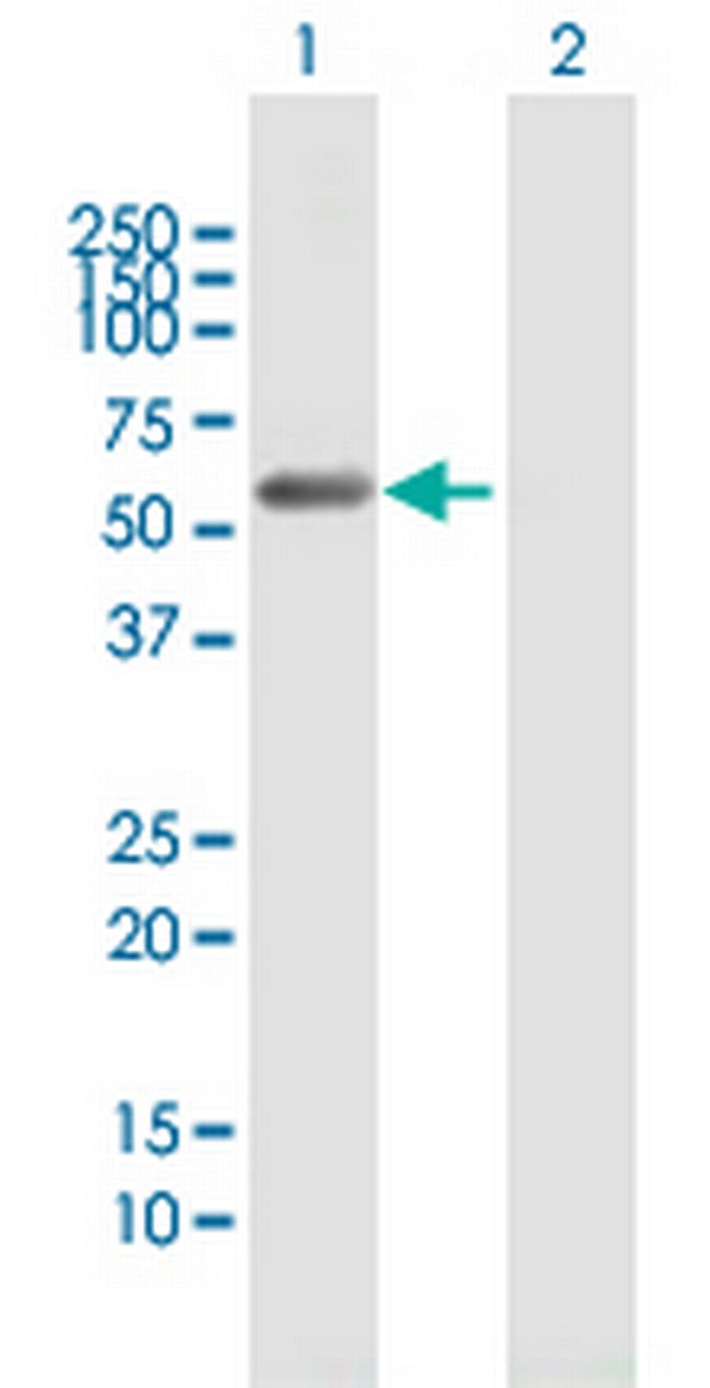 C9orf156 Antibody in Western Blot (WB)