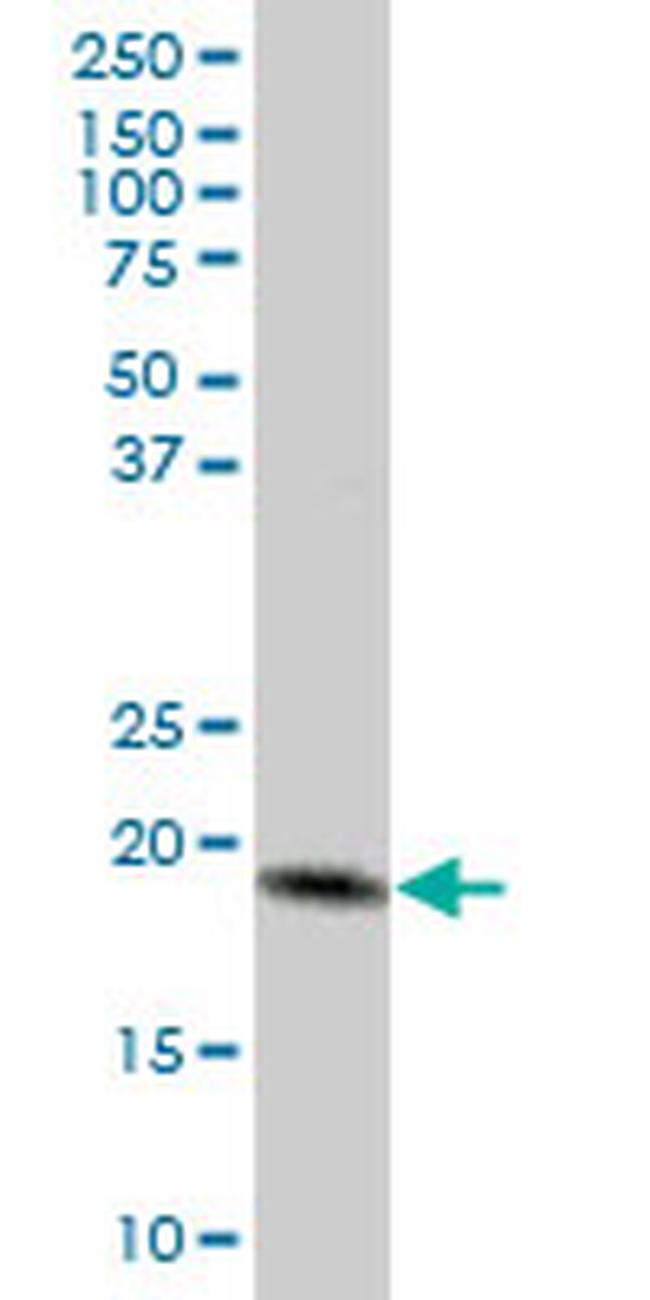 MTP18 Antibody in Western Blot (WB)