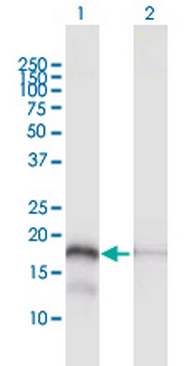 MTP18 Antibody in Western Blot (WB)