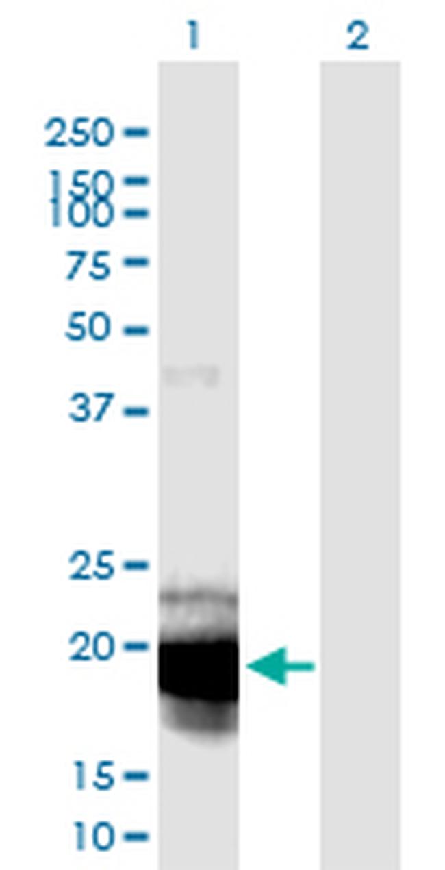 IL23A Antibody in Western Blot (WB)