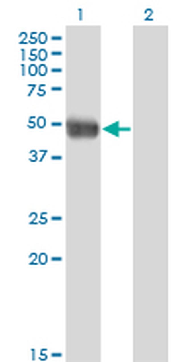 AZIN1 Antibody in Western Blot (WB)