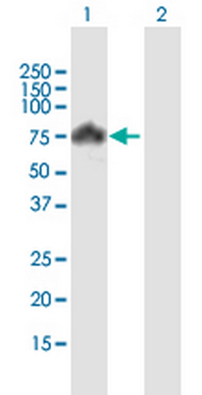 PIAS4 Antibody in Western Blot (WB)