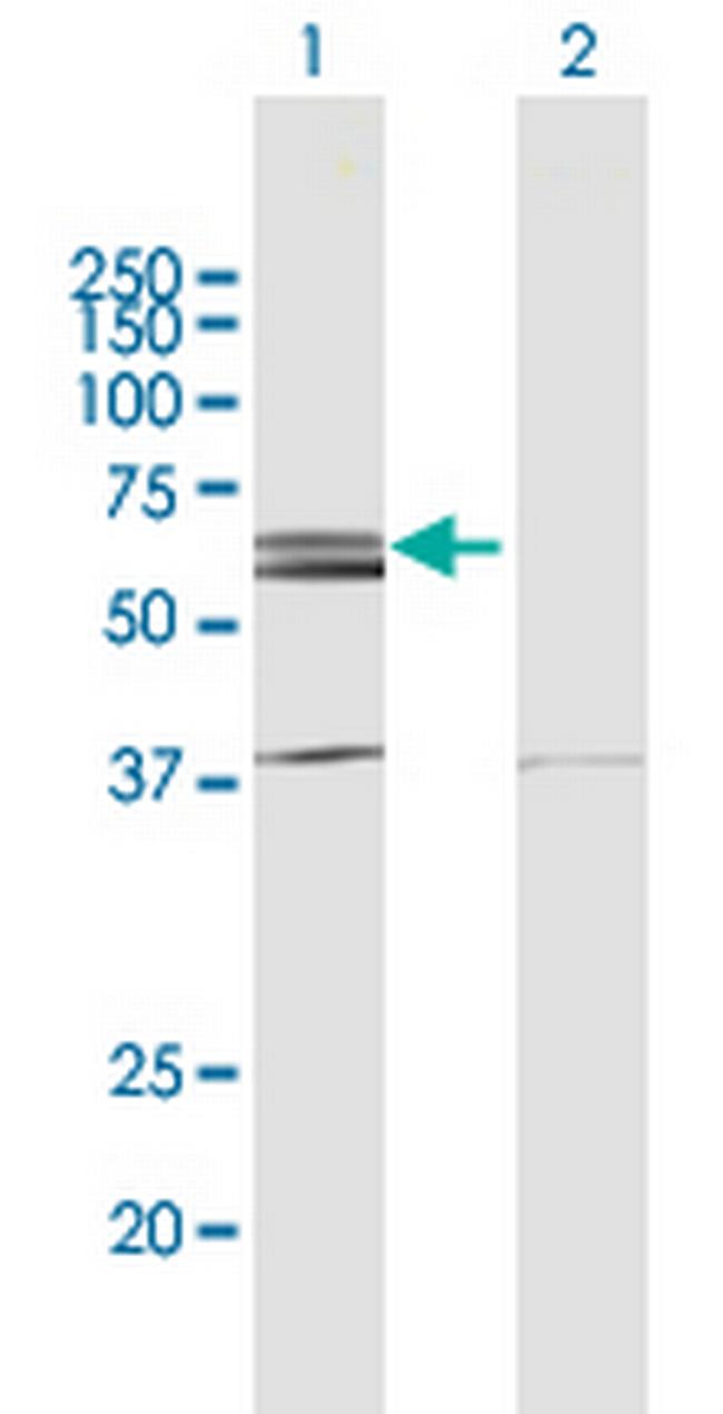 NLK Antibody in Western Blot (WB)