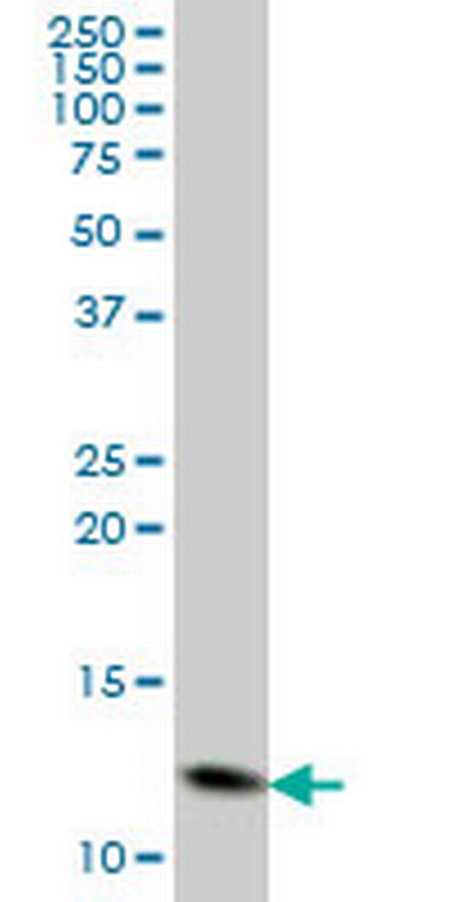 GHRL Antibody in Western Blot (WB)