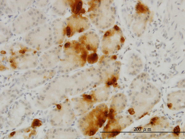 GHRL Antibody in Immunohistochemistry (Paraffin) (IHC (P))