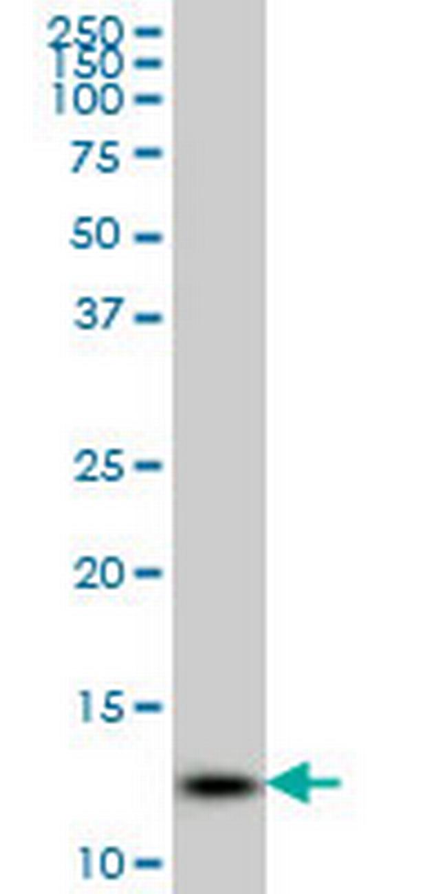 GHRL Antibody in Western Blot (WB)