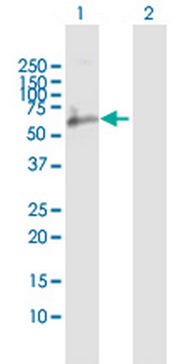 CD244 Antibody in Western Blot (WB)