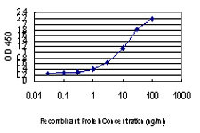 ZAK Antibody in ELISA (ELISA)