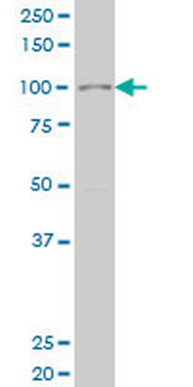 SIX4 Antibody in Western Blot (WB)