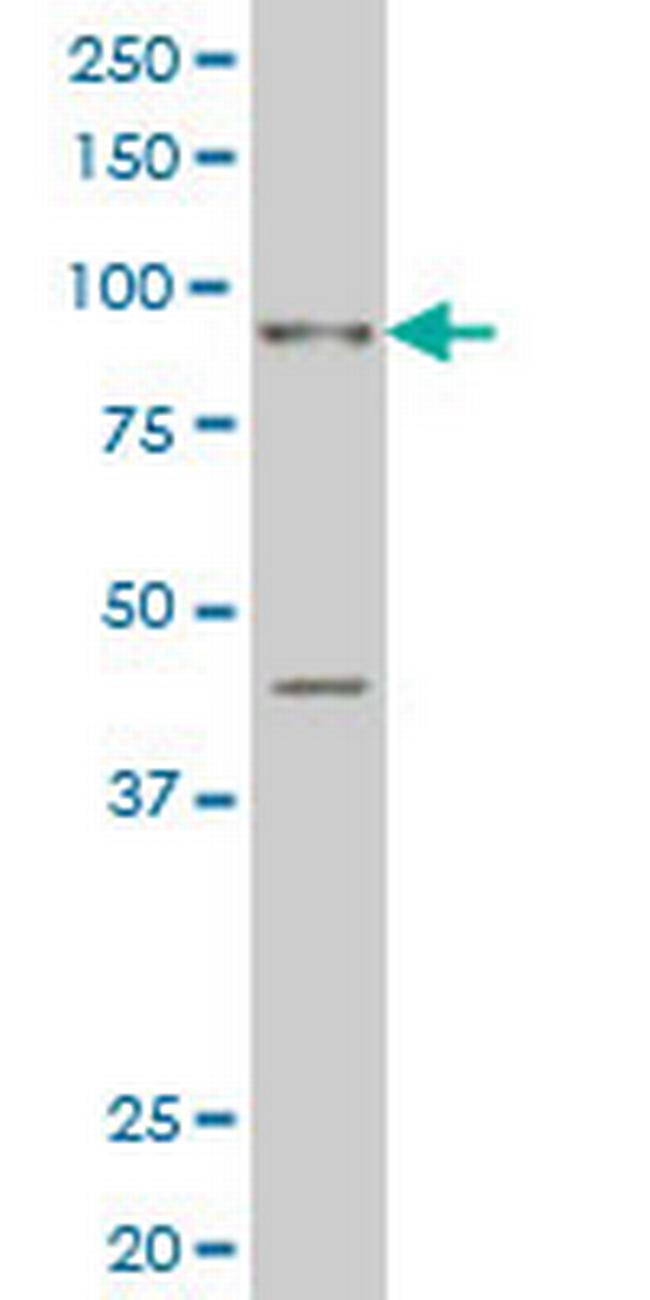 SIX4 Antibody in Western Blot (WB)