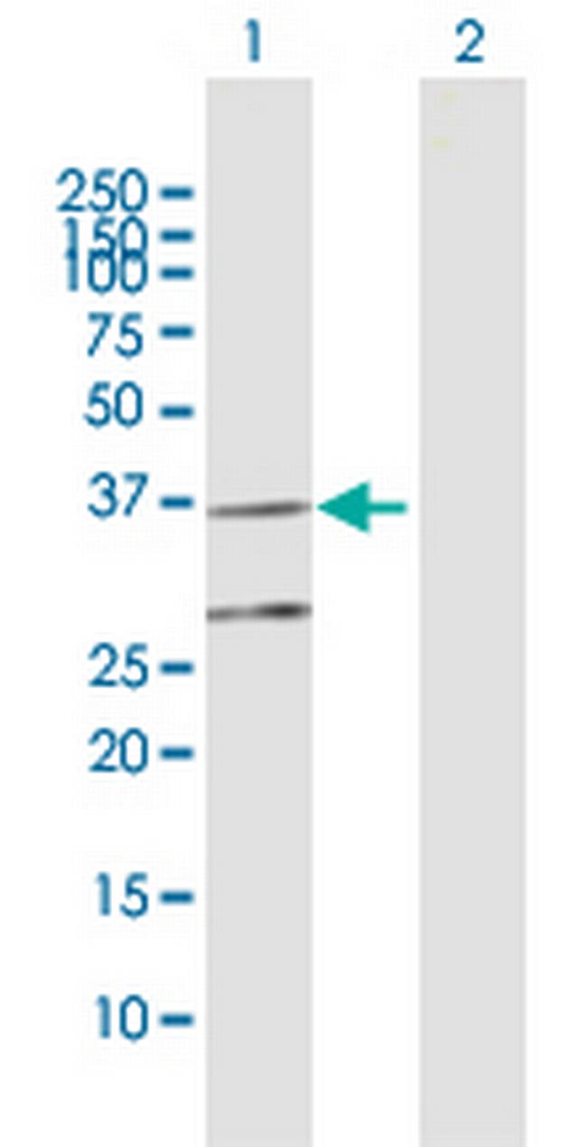 COQ3 Antibody in Western Blot (WB)