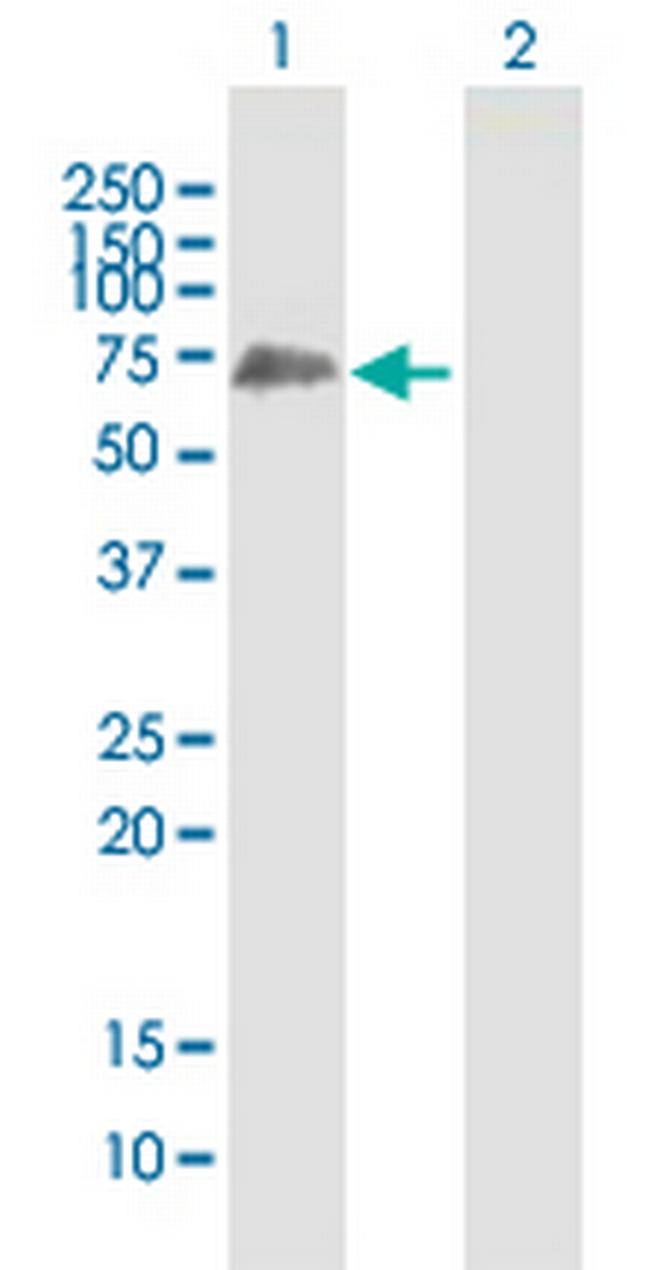 SHC3 Antibody in Western Blot (WB)