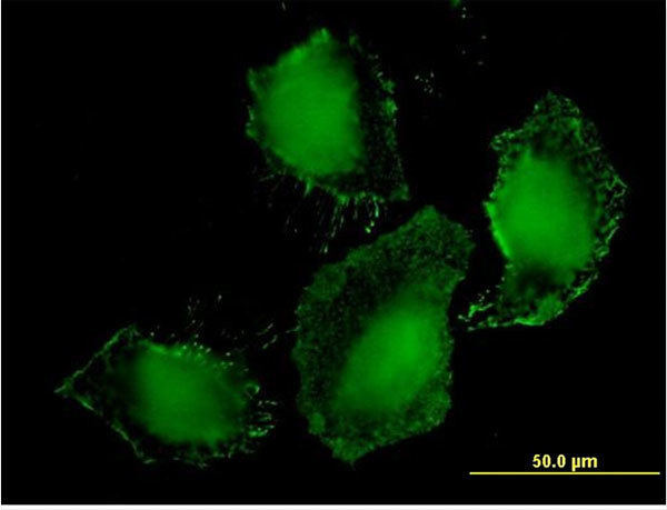 TLR9 Antibody in Immunocytochemistry (ICC/IF)