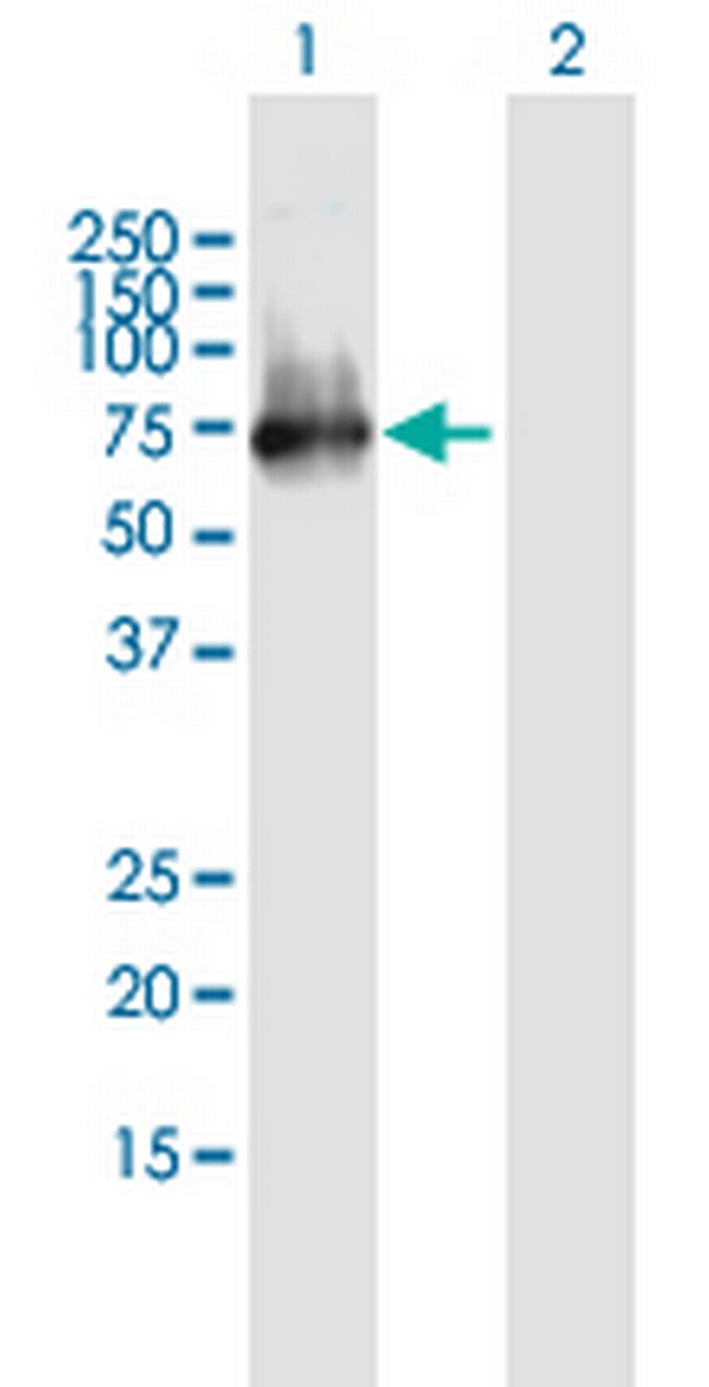 ERRFI1 Antibody in Western Blot (WB)