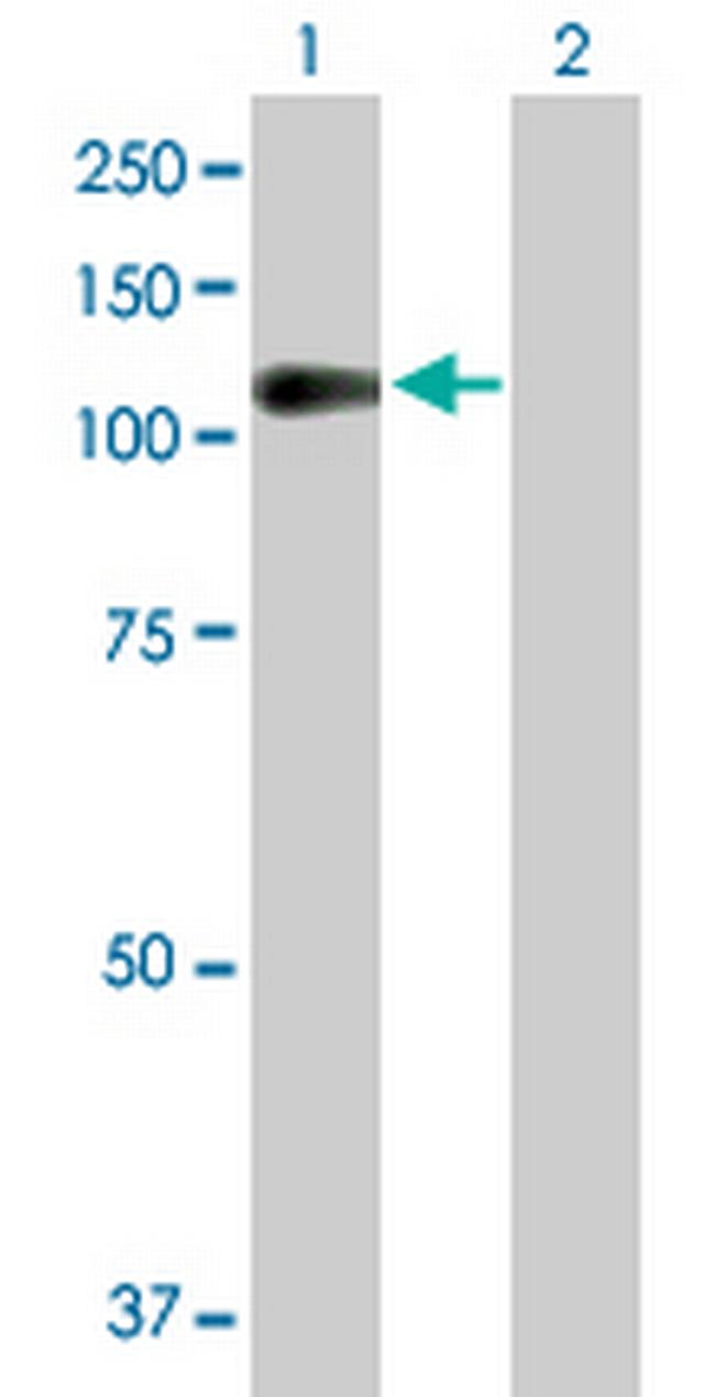 NLGN3 Antibody in Western Blot (WB)