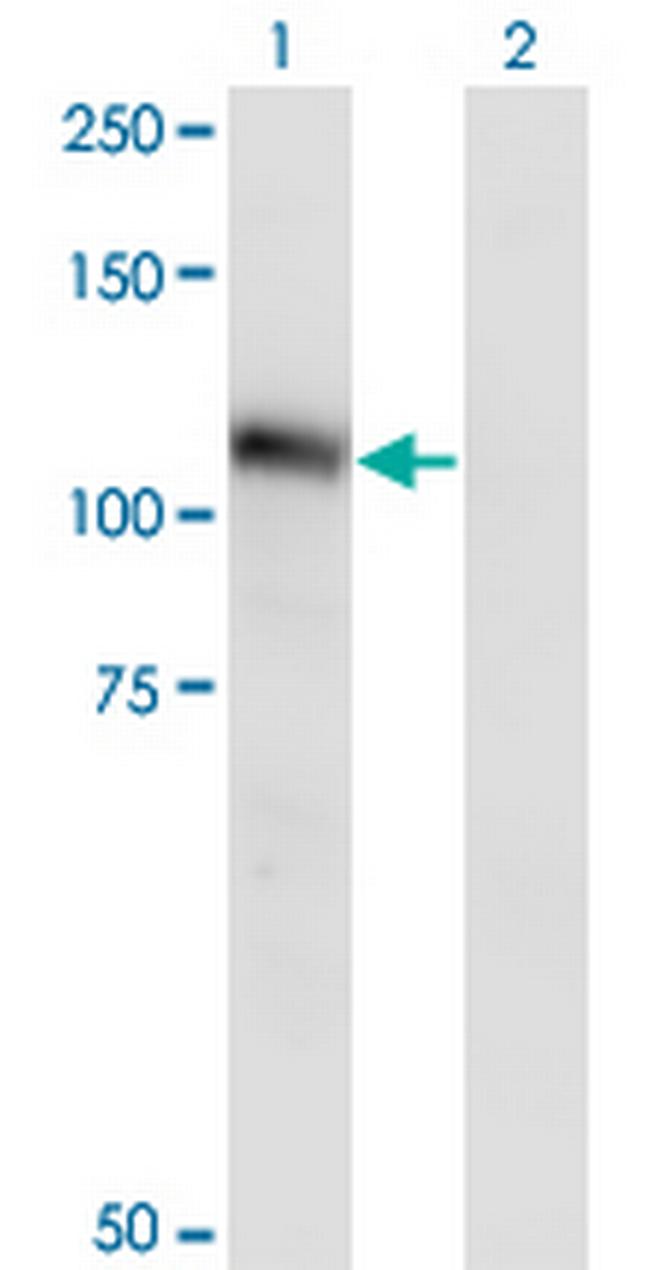 NLGN3 Antibody in Western Blot (WB)