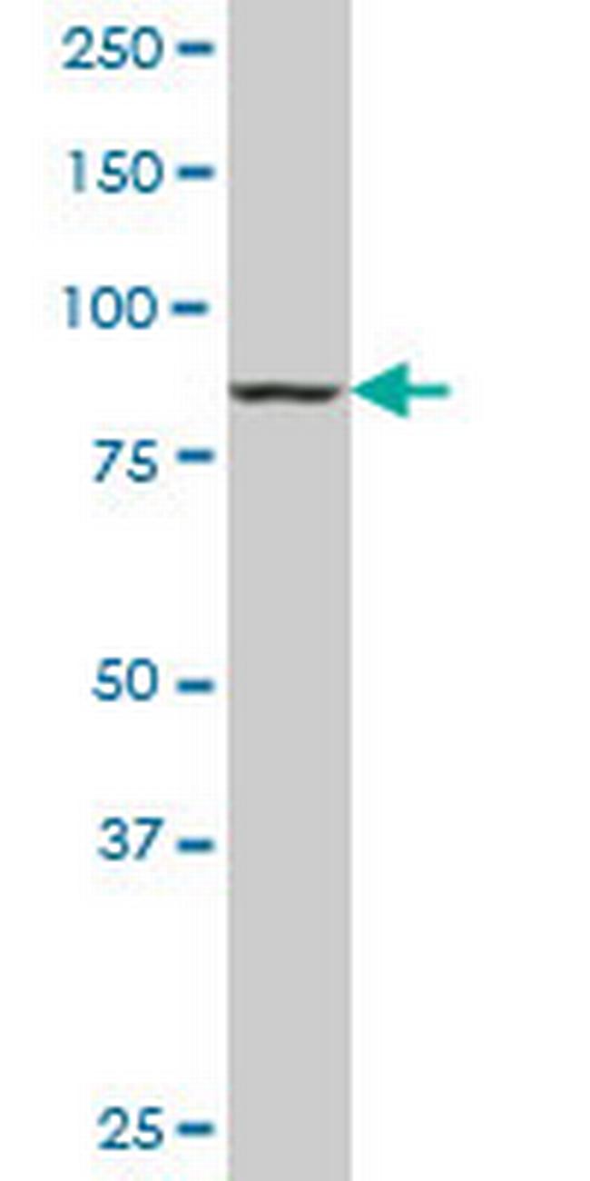 DNAJC10 Antibody in Western Blot (WB)